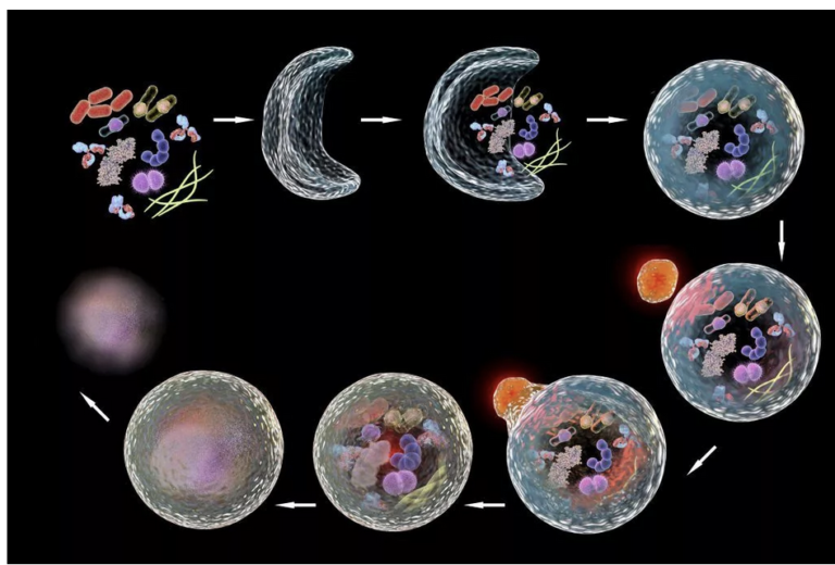 Autophagy